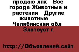 продаю лпх - Все города Животные и растения » Другие животные   . Челябинская обл.,Златоуст г.